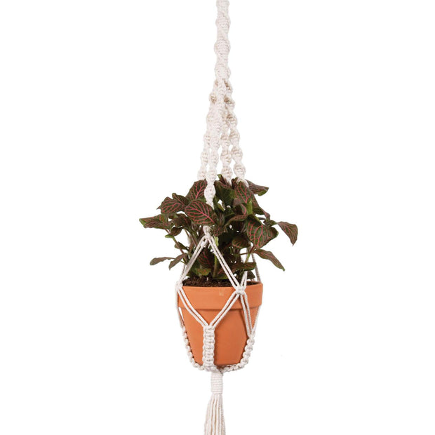 Twist Plant Hanger Kit